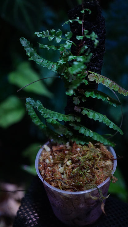 Teratophyllum sp aculeatum