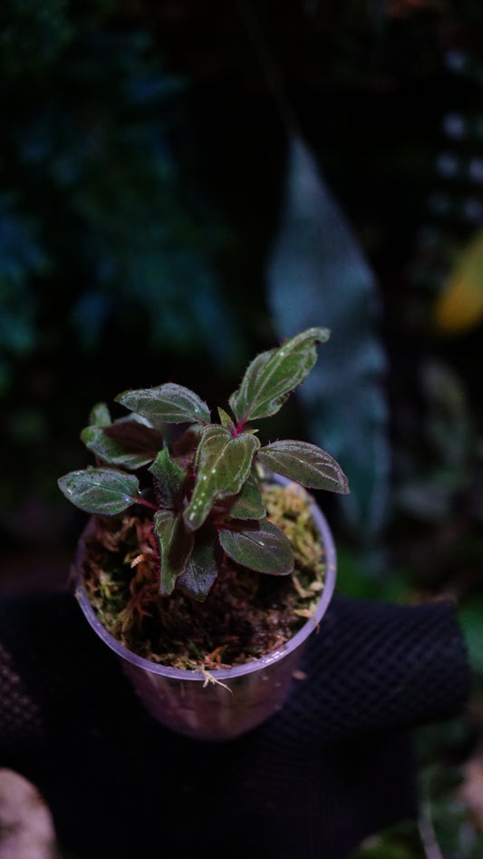 Sonerila sp Vietnam