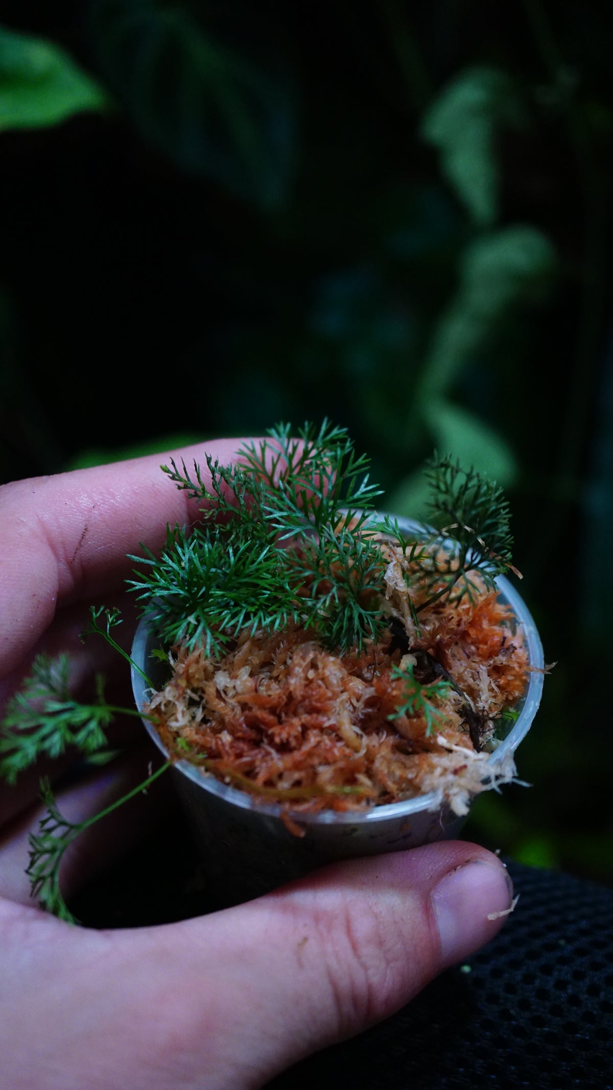 Davalia parvula