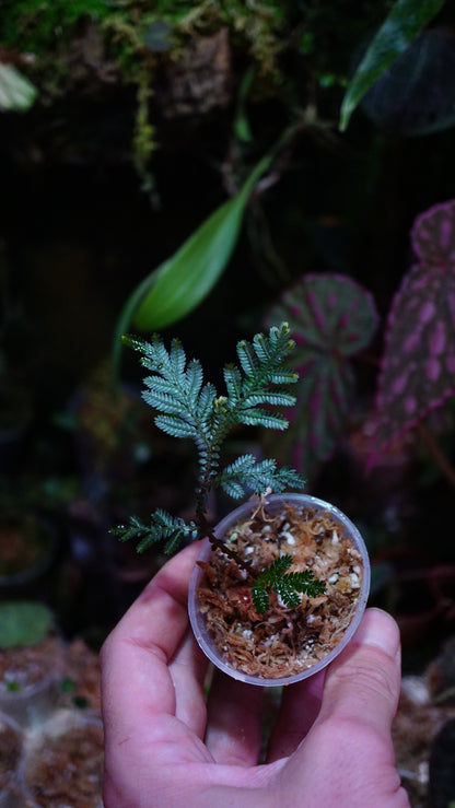 Selaginella sp Indonesia blue