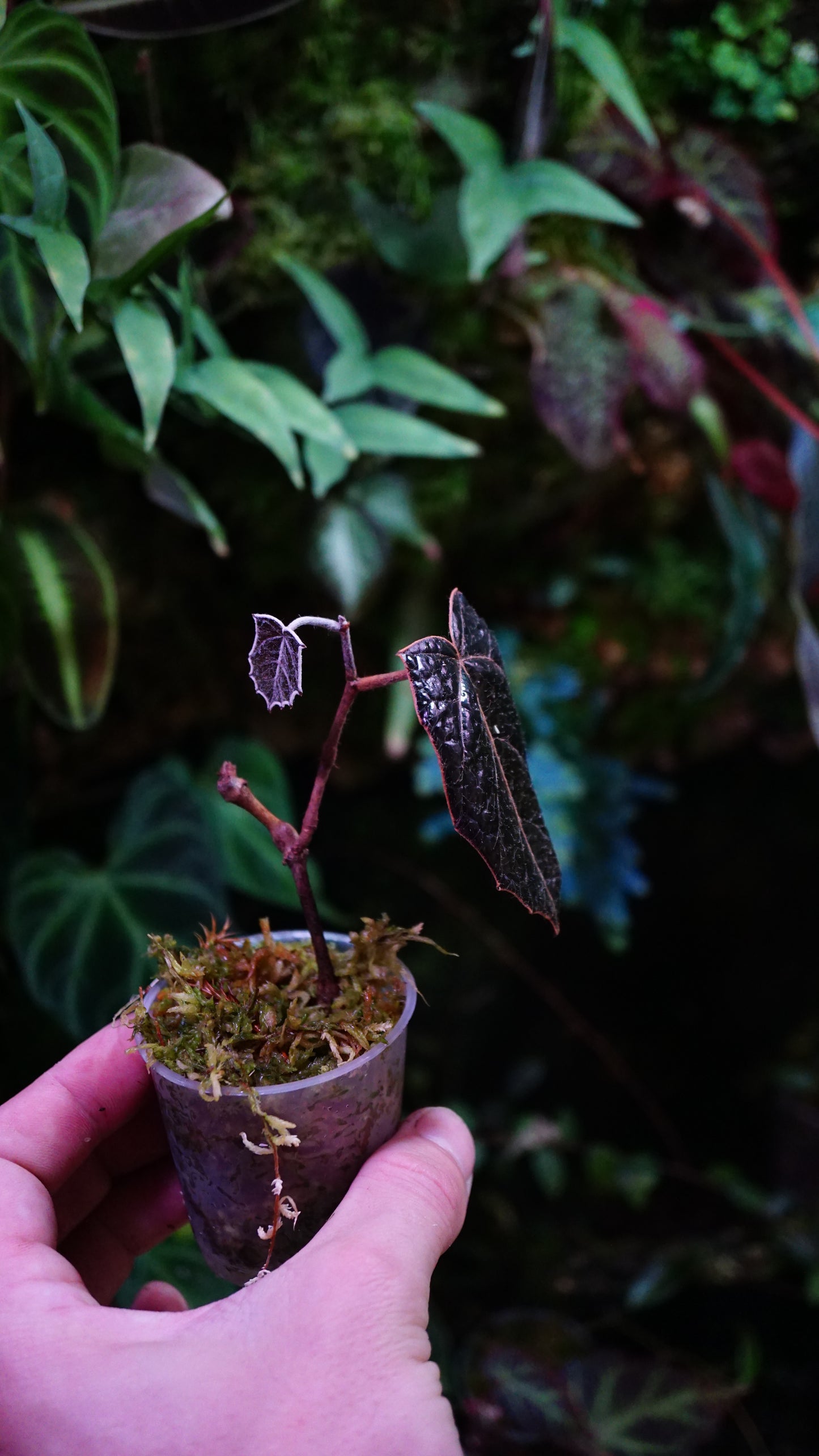 Pterisanthes sp Batman