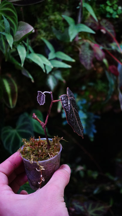 Pterisanthes sp Batman