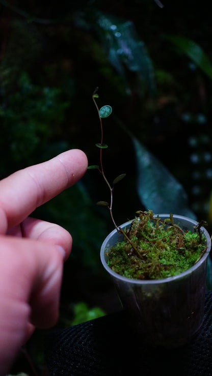 Ficus deltoïdes mini