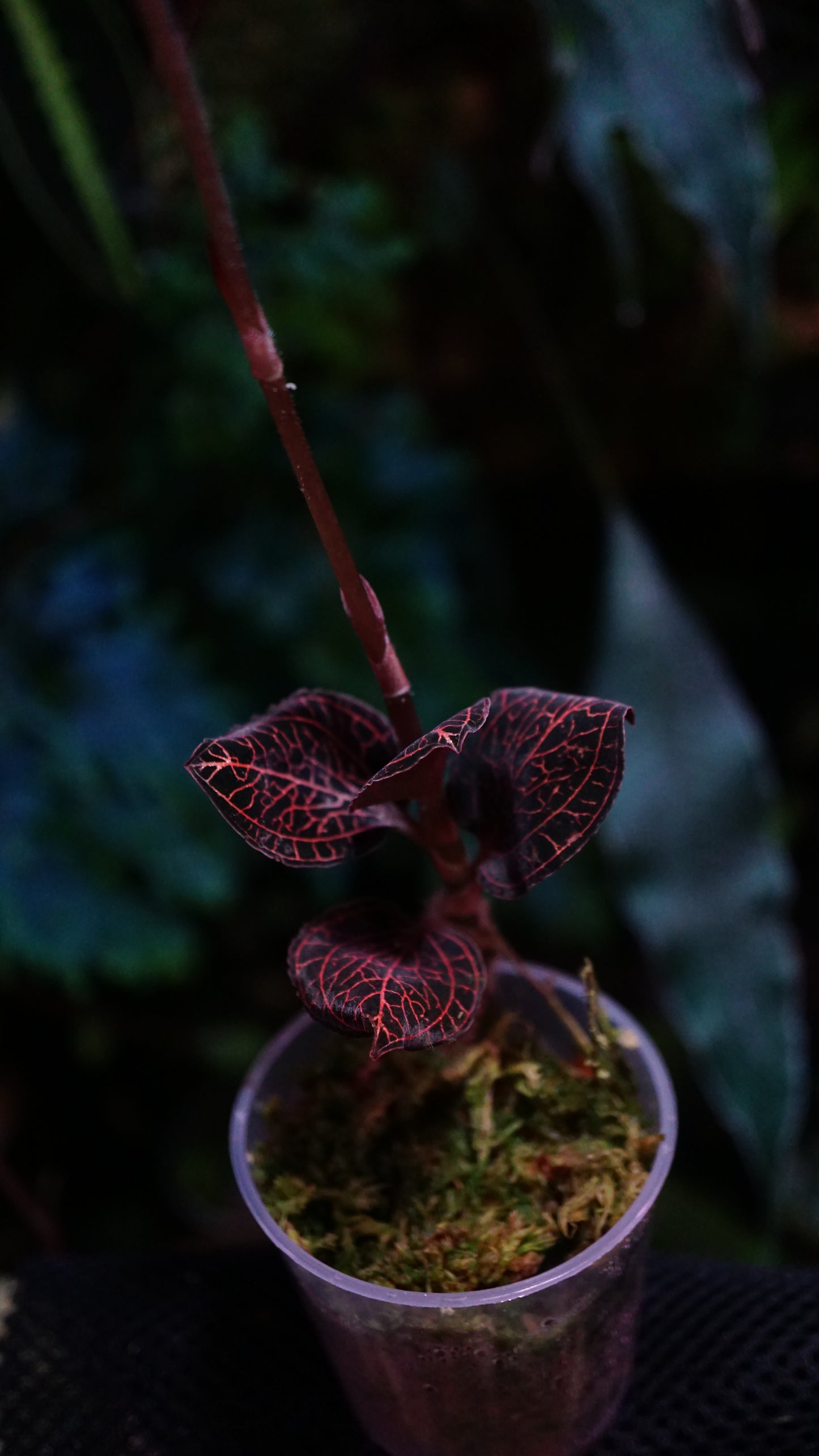 Macodes red