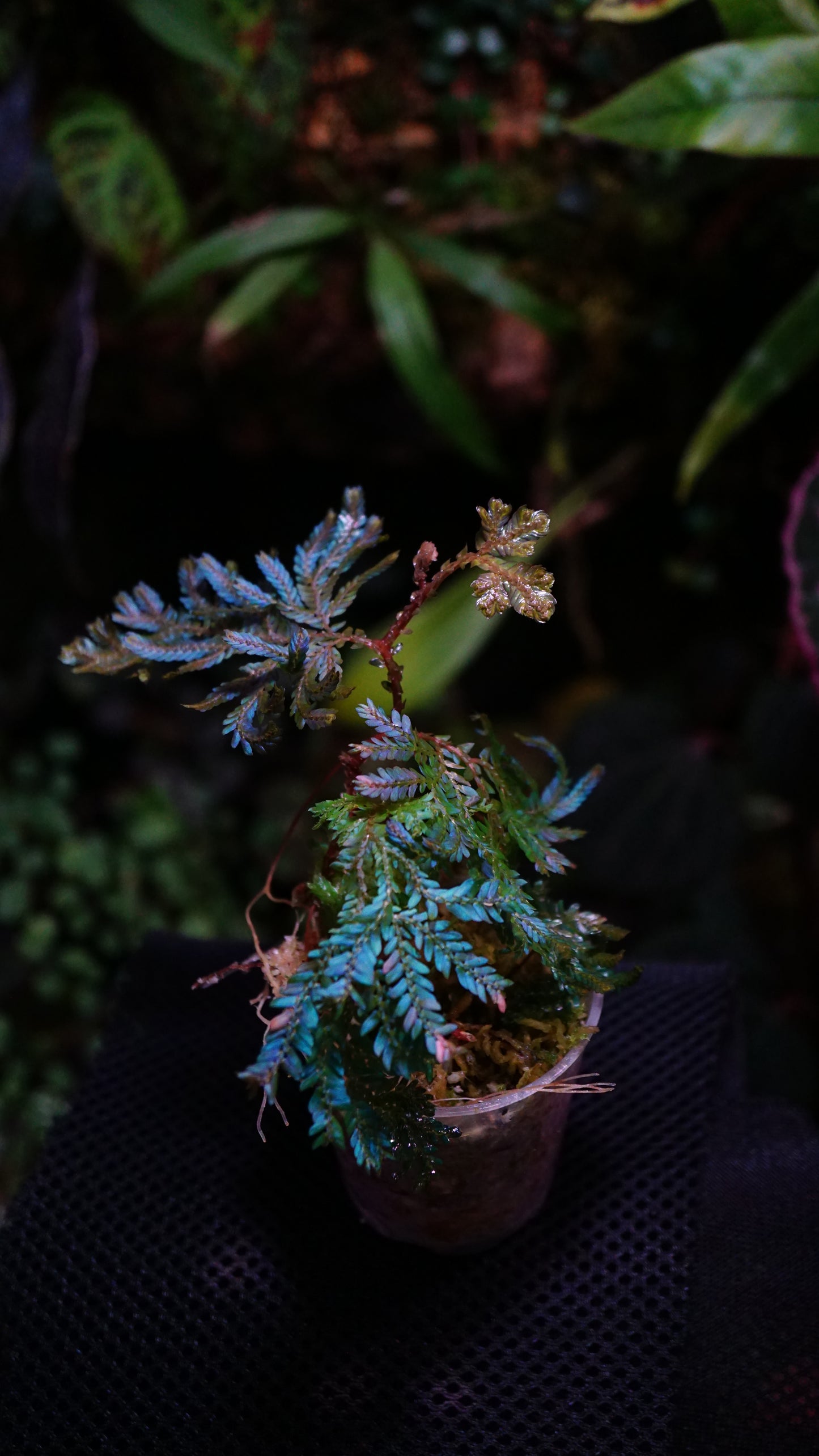 Selaginella wildenowii