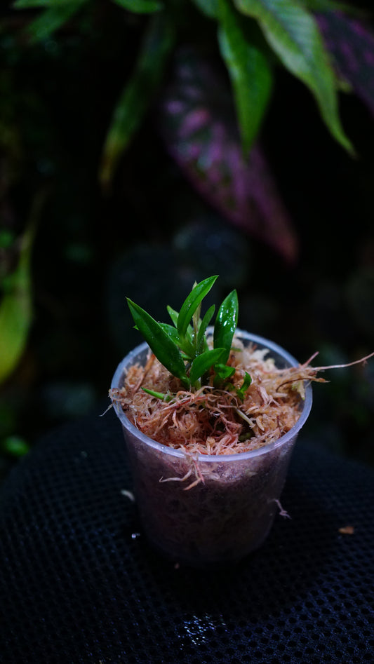 Sophronitis wittigiana syn. rosea