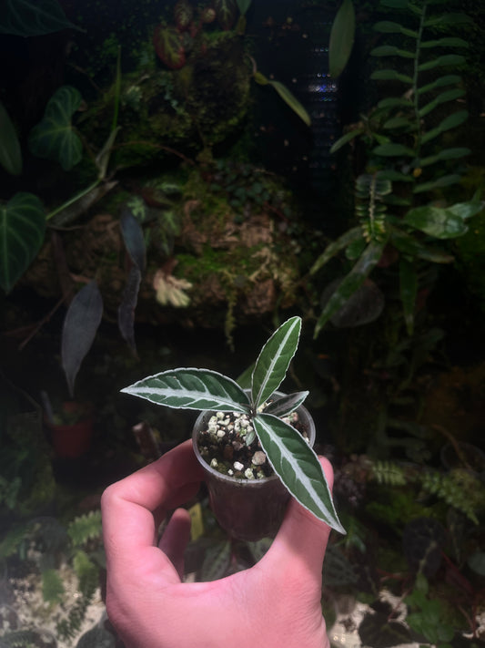 Labisia sp