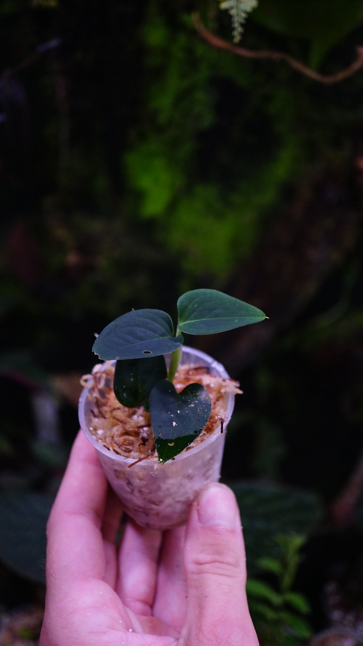 Anadendrum calcicola