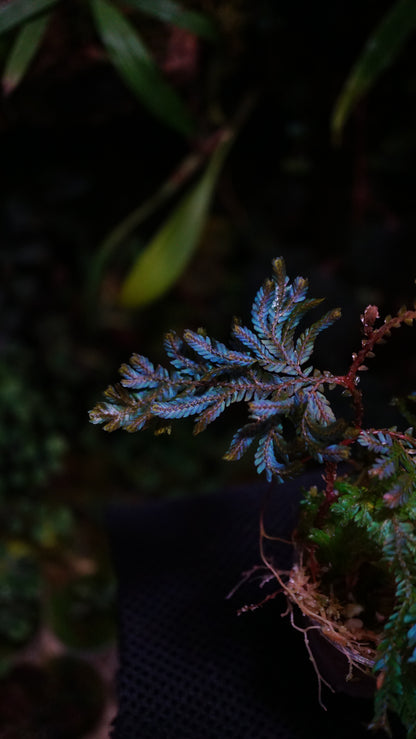 Selaginella wildenowii