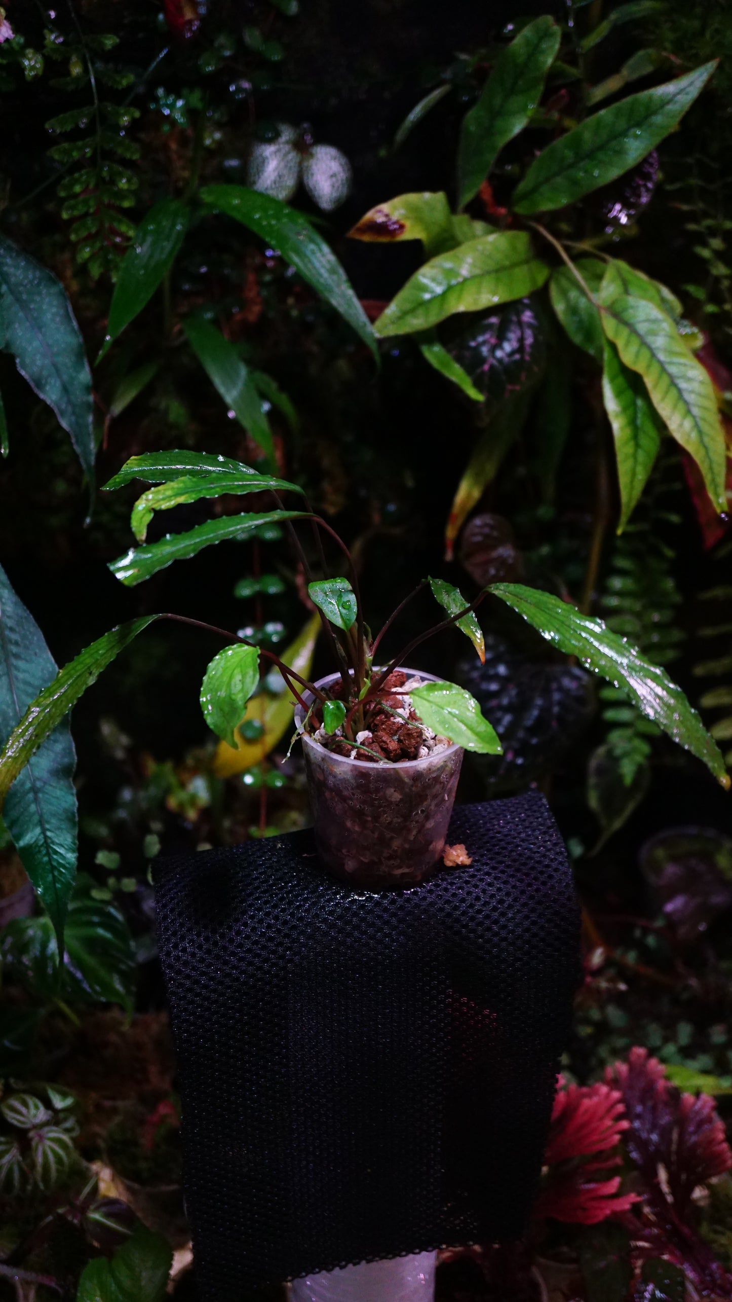 Homalomena sp