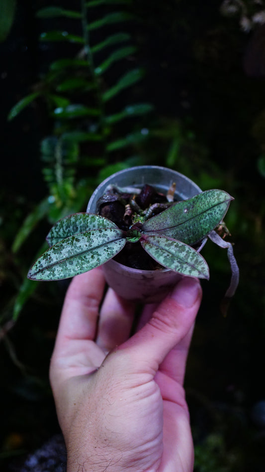 phalaenopsis philippinensis