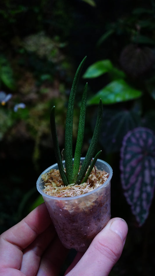 Oberonia sp cavaleriei