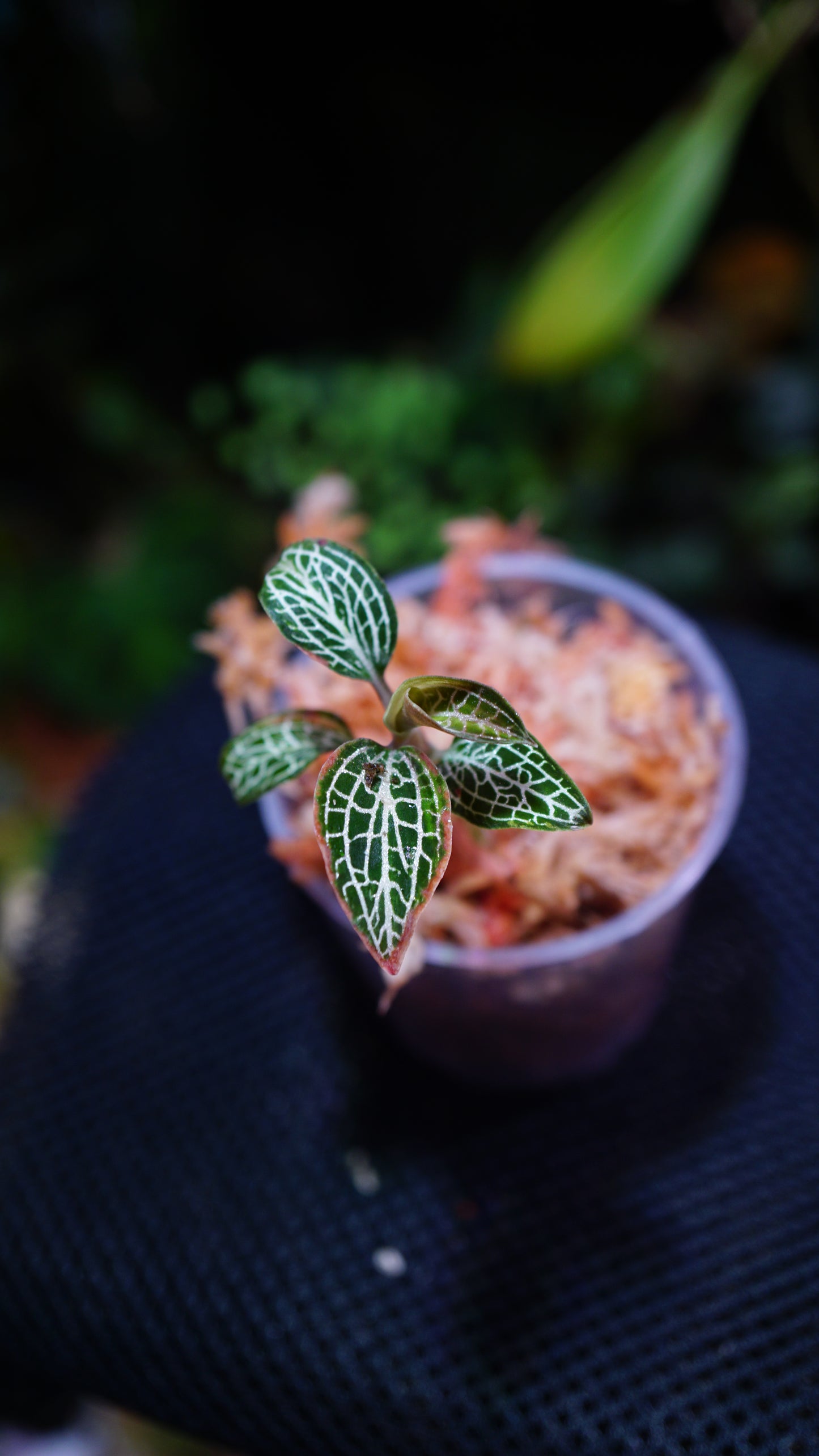 Ludochilus Poly