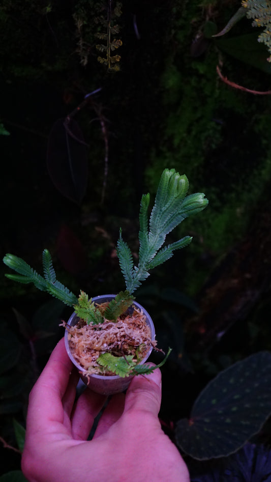 Selaginella big leaf ( brooksii)