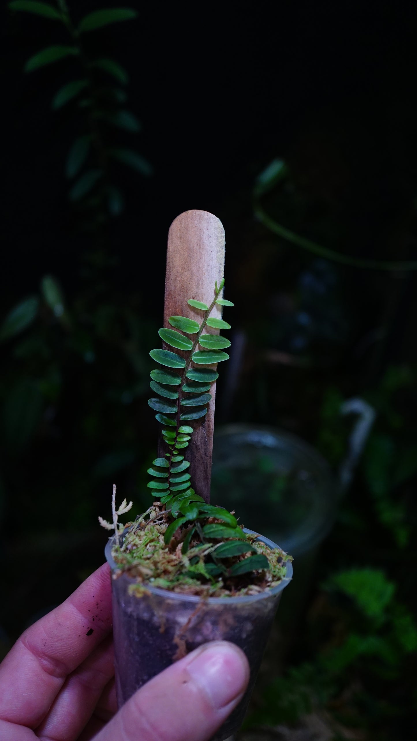 Marcgravia umbellata