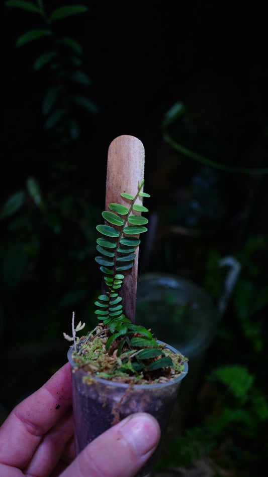 Marcgravia umbellata