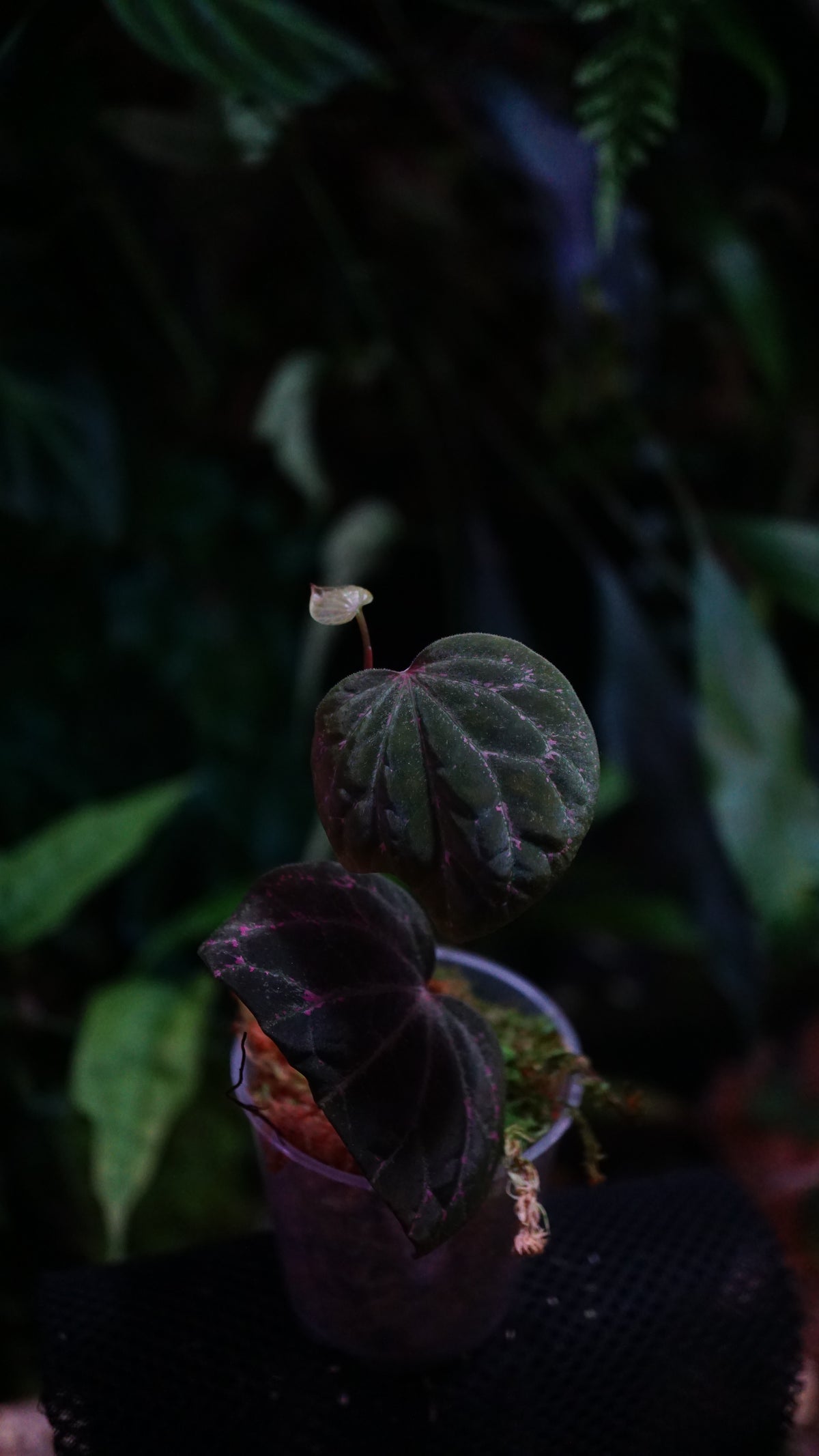Piper sp porphyrophyllum