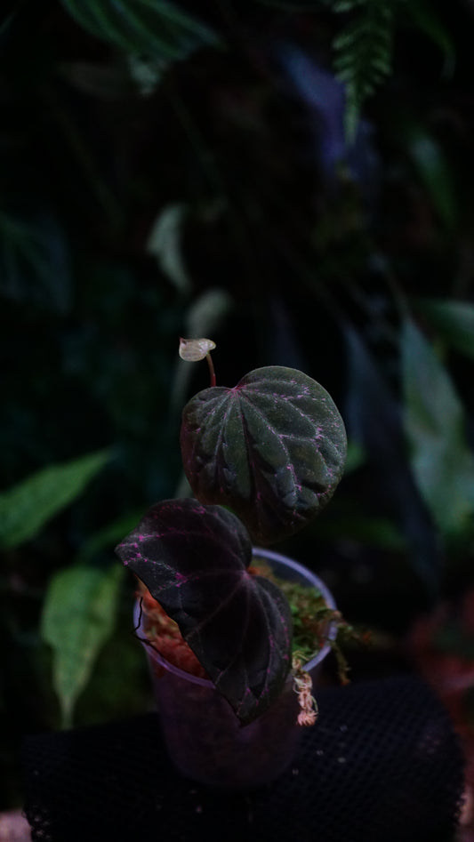 Piper sp porphyrophyllum