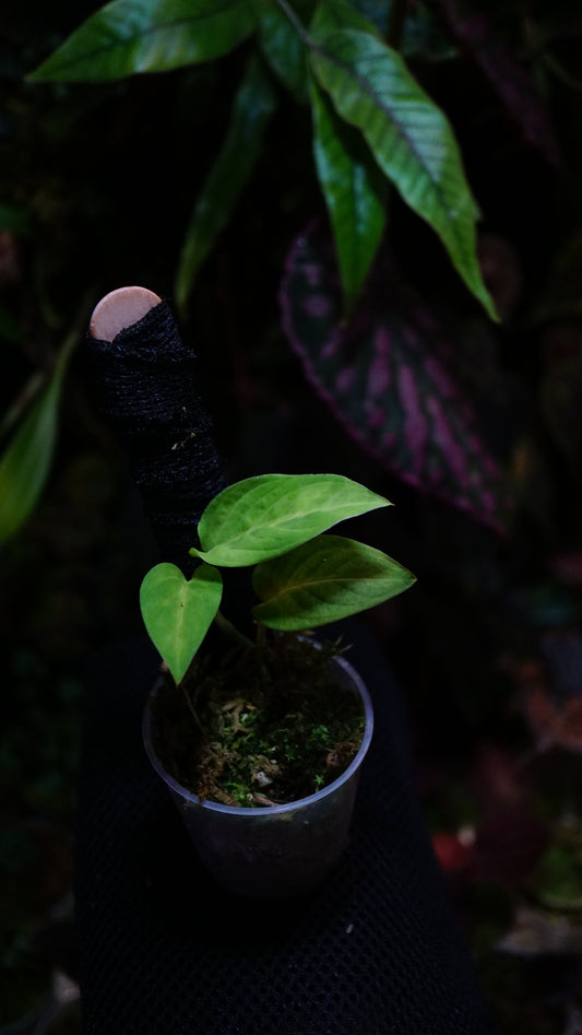 Anadendrum calcicola ( Green)