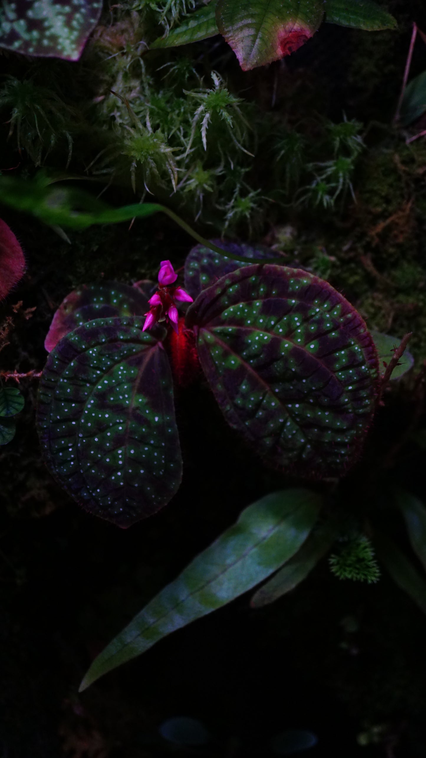 Sonerila sp