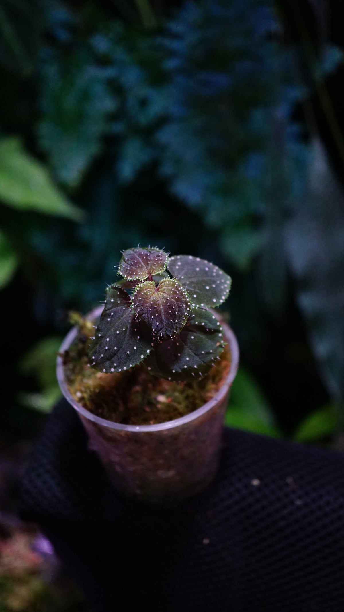 Sarcopyramis sp