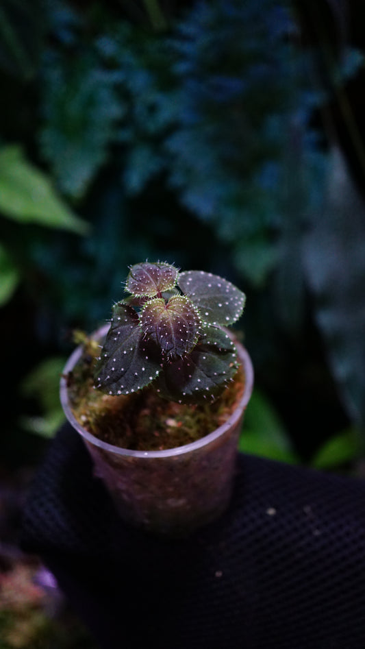 Sarcopyramis sp