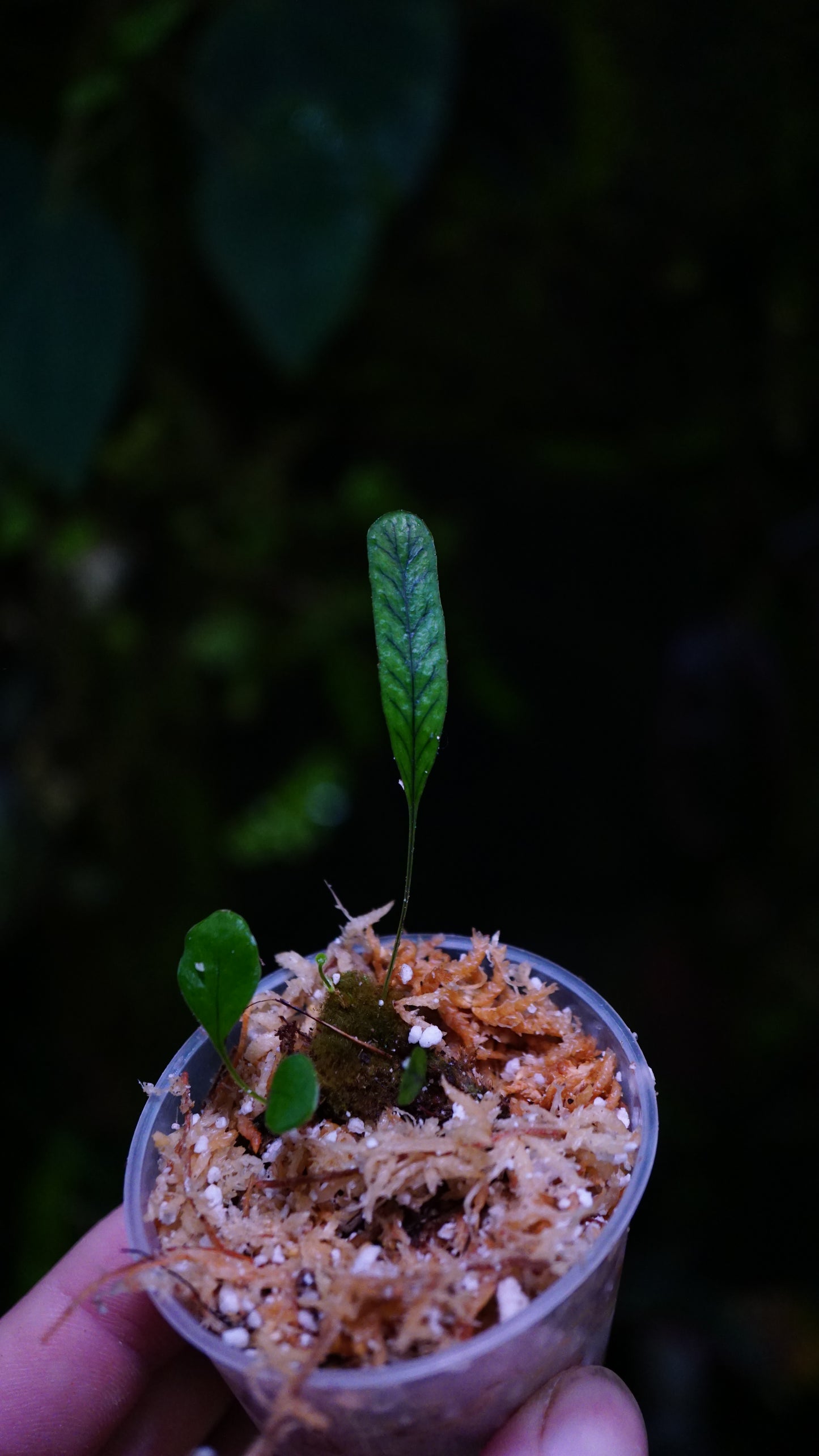 Fougère sp ( pyrosia ?)