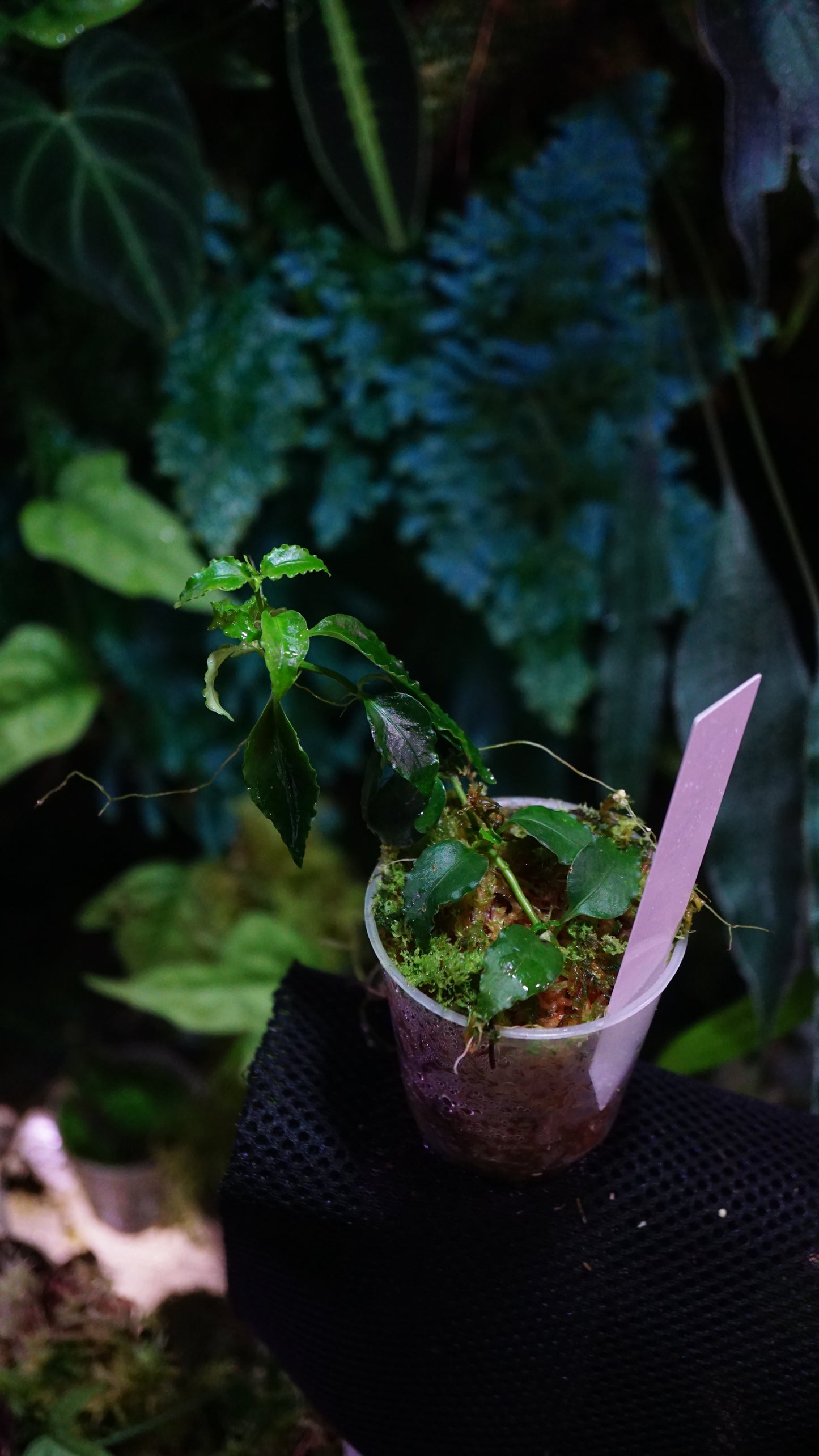 No id sp south america