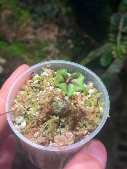 Nervilia Infundibulifolia