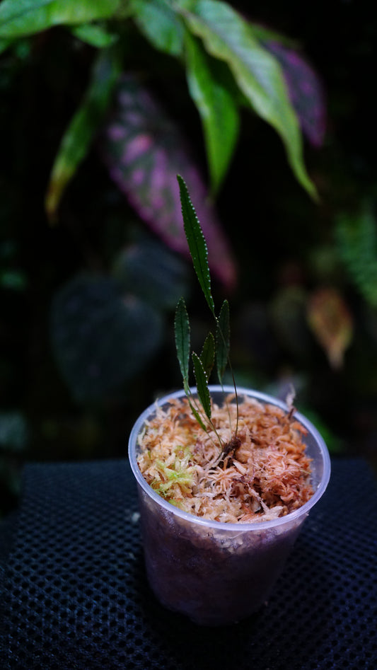 selliguea albidosquamata small