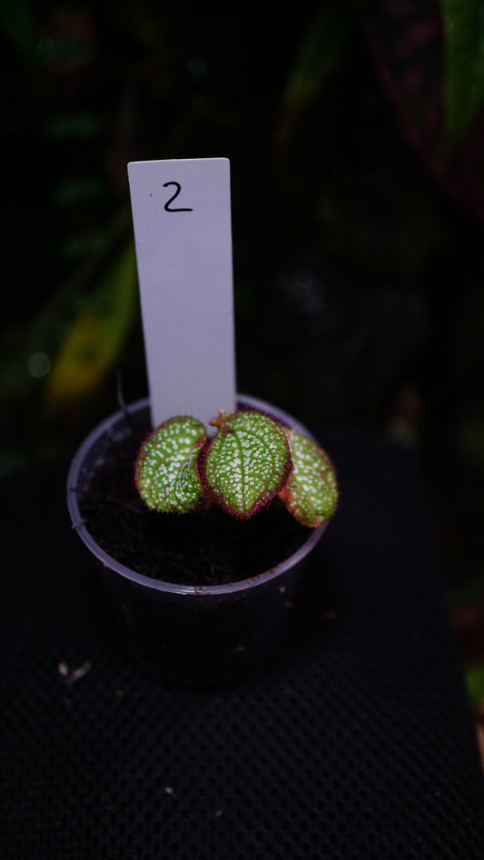 Sonerila ( eggshape ) n2