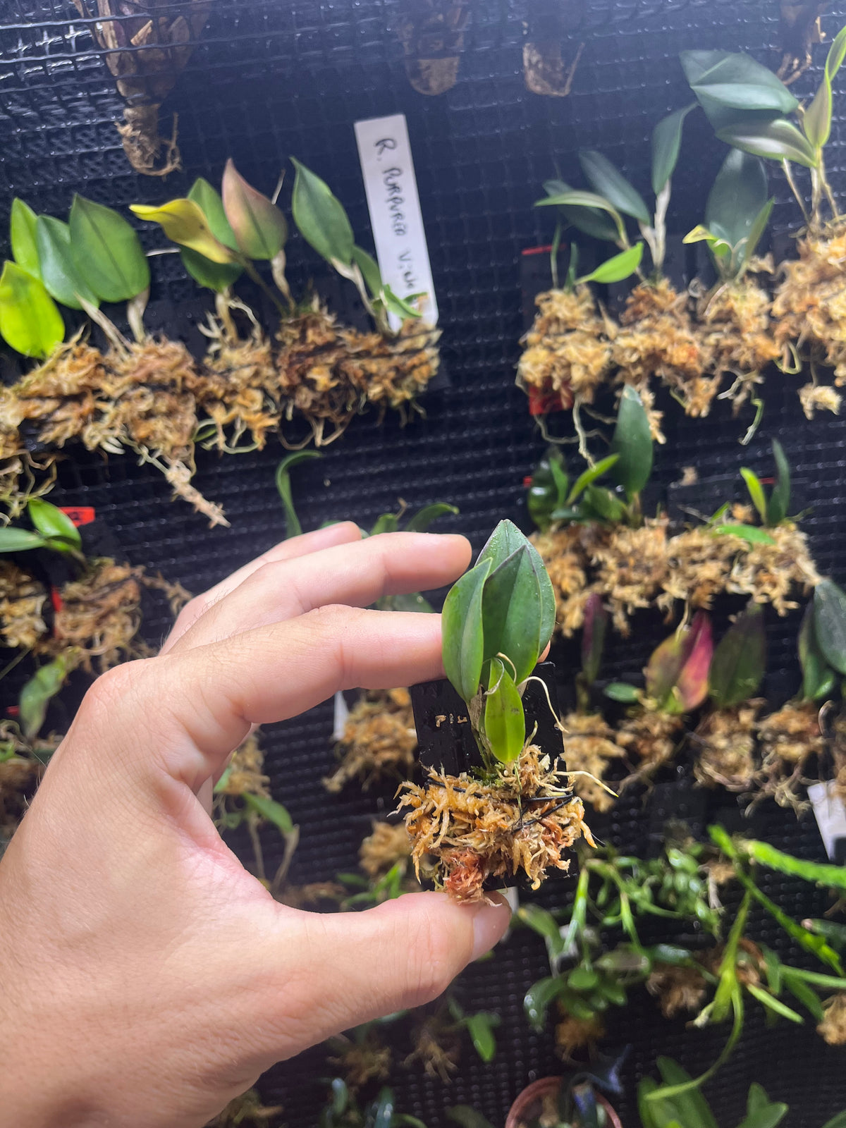 Restrepia antenifera