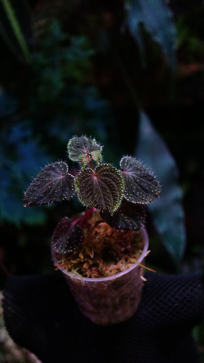 Sarcopyramis sp