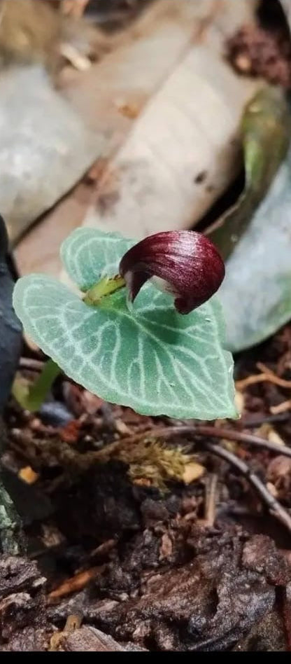 Corybas umbrosus ( bulbe 3-4mm ) stade actuel : bulbe