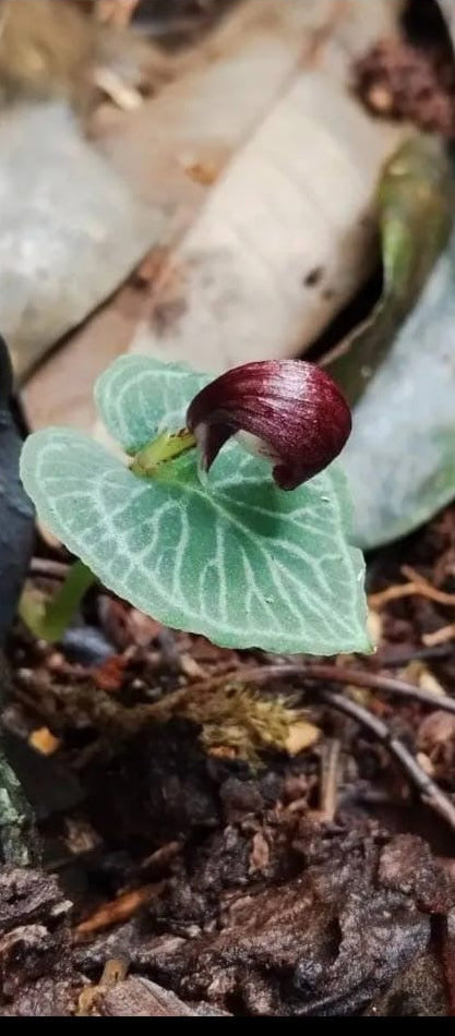 Corybas umbrosus ( bulbe 3-4mm ) stade actuel : bulbe