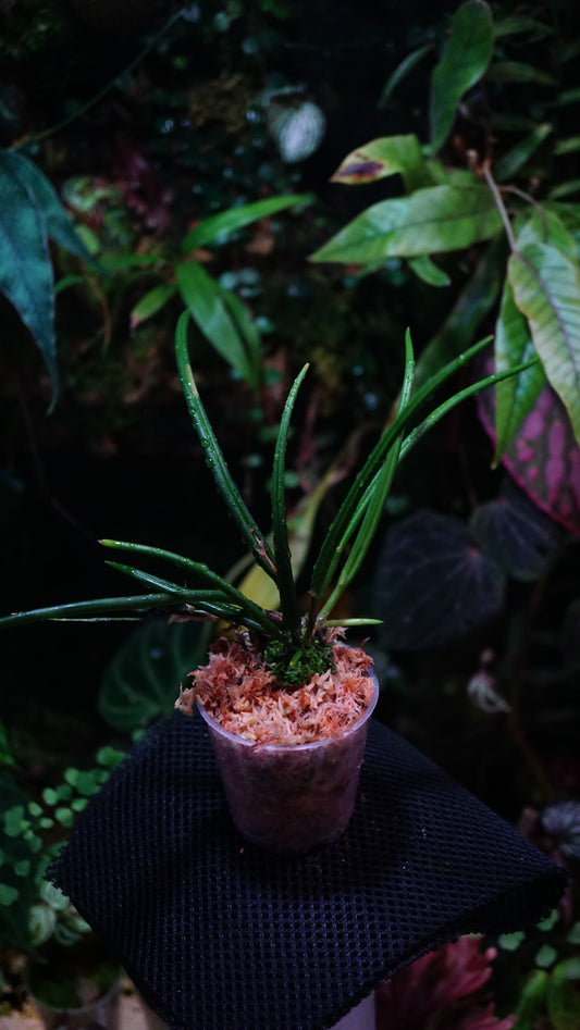 Leptotes bicolor var. Majus