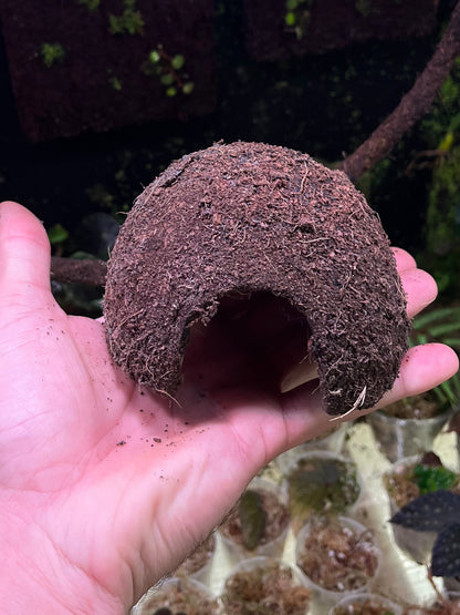 Cachette coco dendrobates moyenne/grande