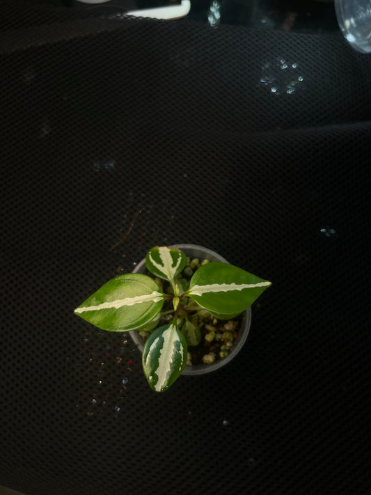 Sonerila sp 3