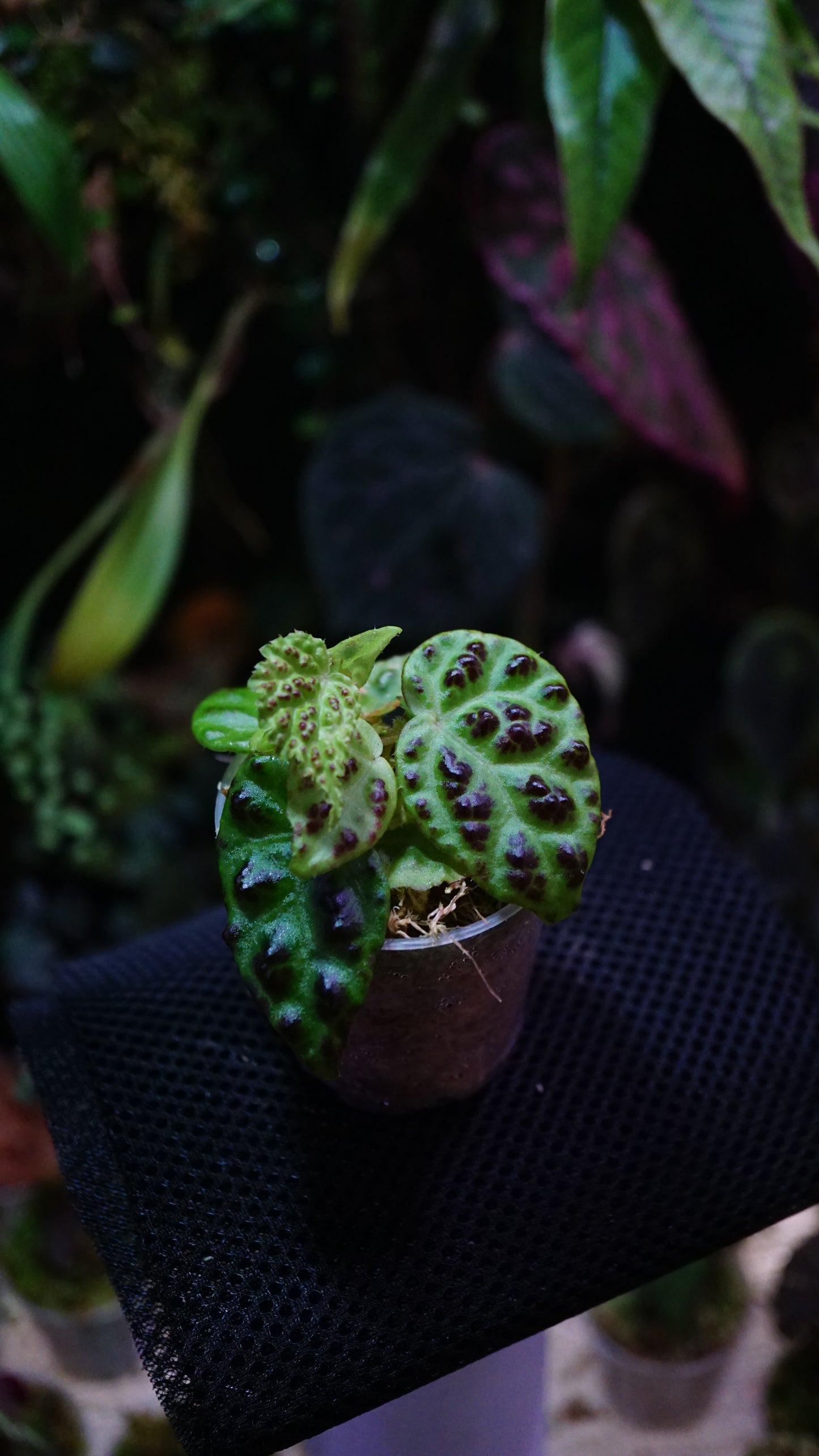 Begonia dracopelta