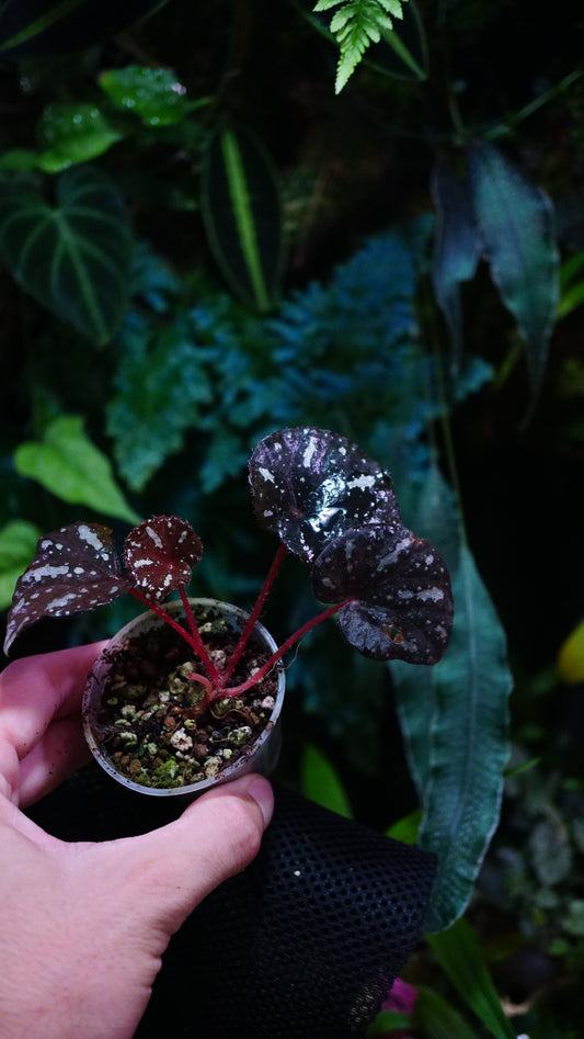 Bégonia bonii