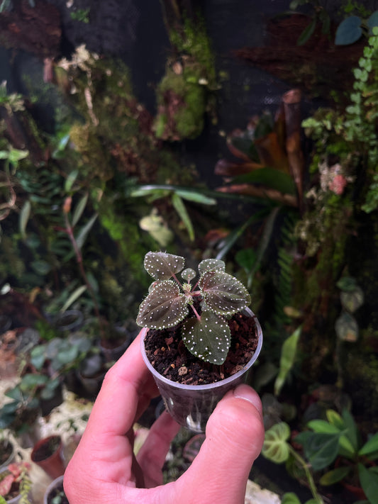 Sarcopyramis sp