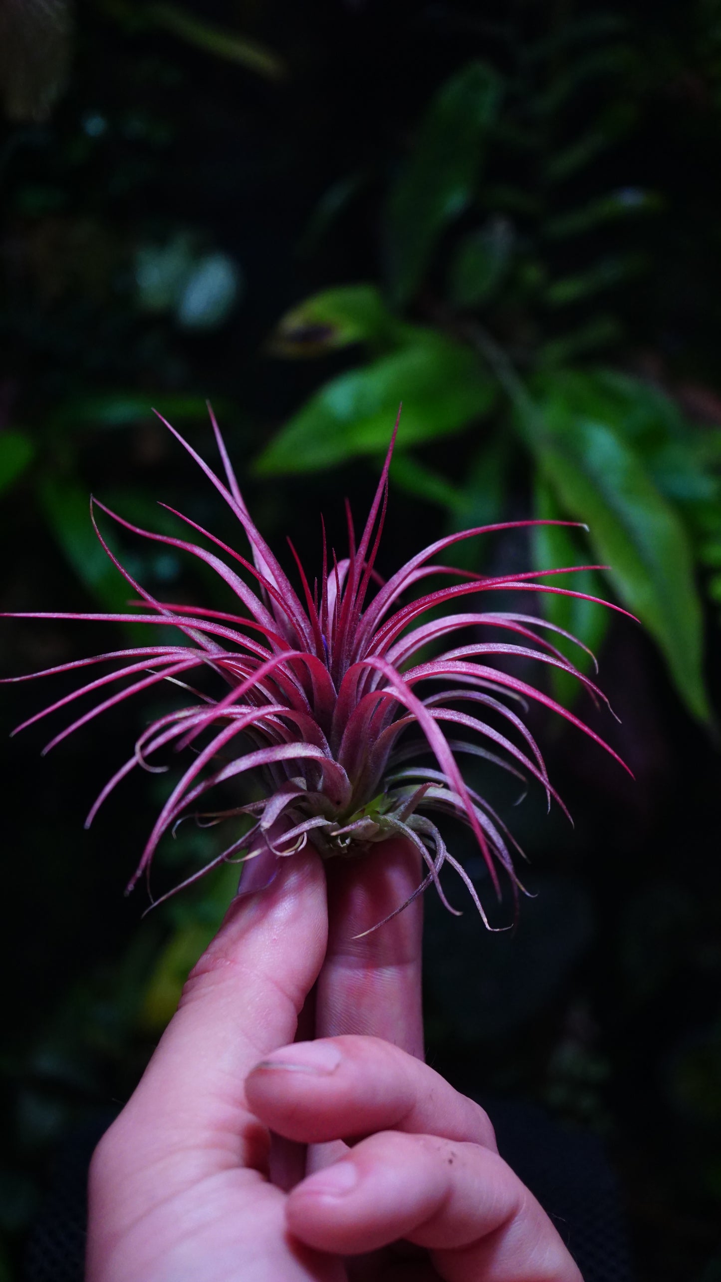 Tillandsia ionantha rainforest red fire