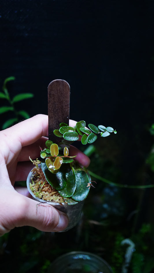 Marcgravia dark brown leaf