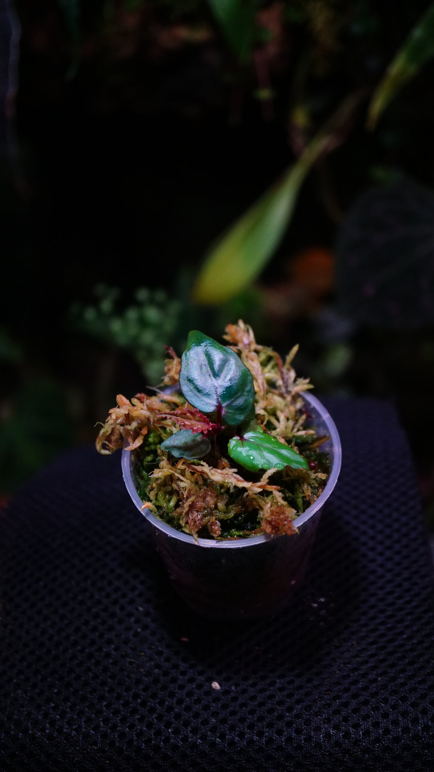 Begonia kapuashulensis (Temuyuk-Blau)