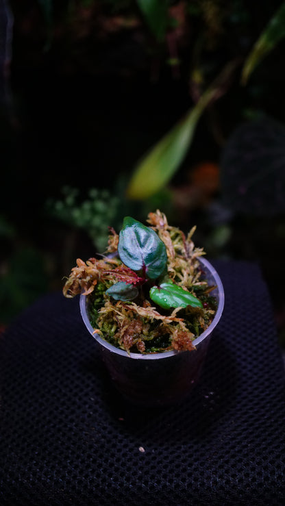 Begonia kapuashulensis (Temuyuk-Blau)