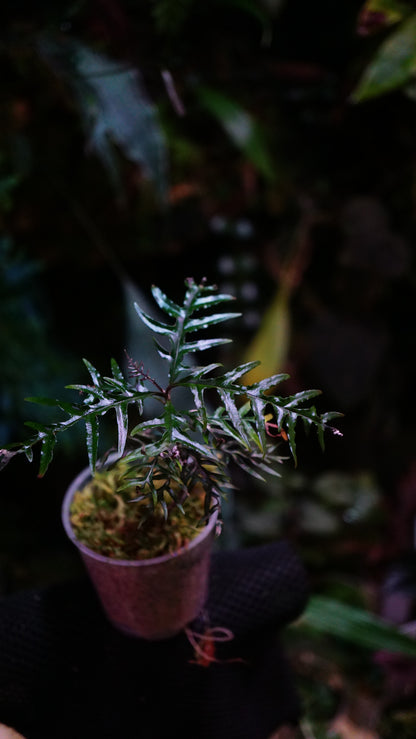 ardisia sp