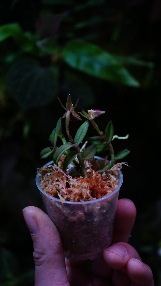 Epidendrum porpax