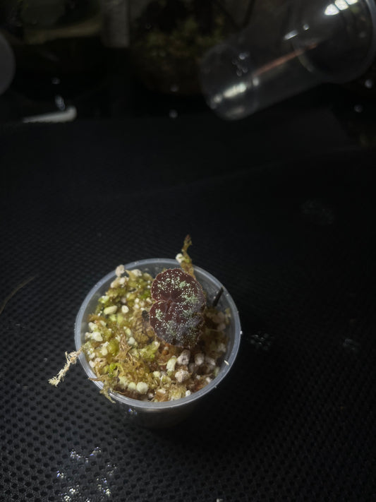 Bégonia curtisii ( krabi form  )
