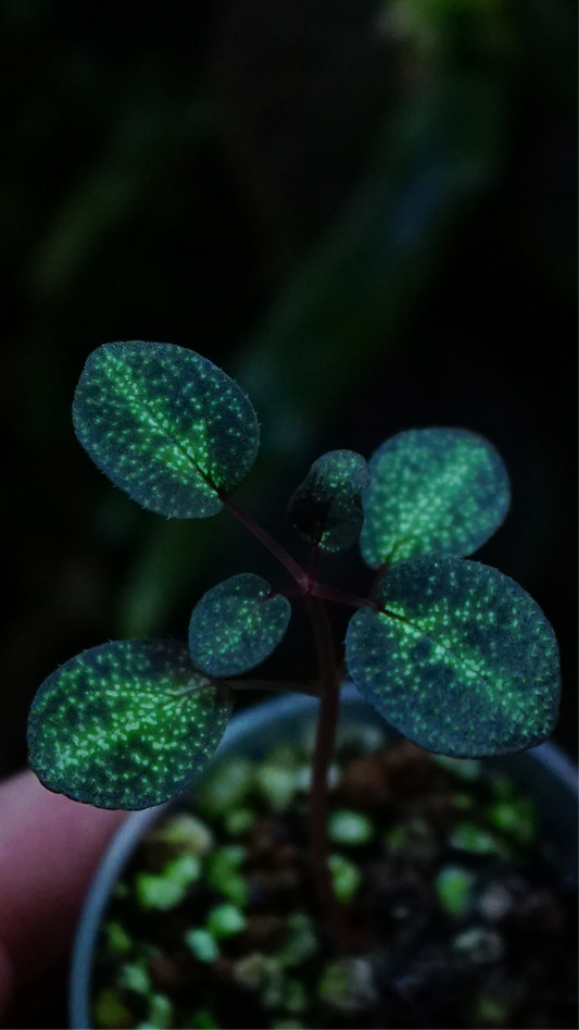 Sonerila sp ( tubéreuse )