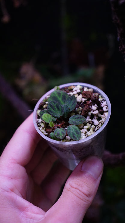 Bégonia mini Sumatra